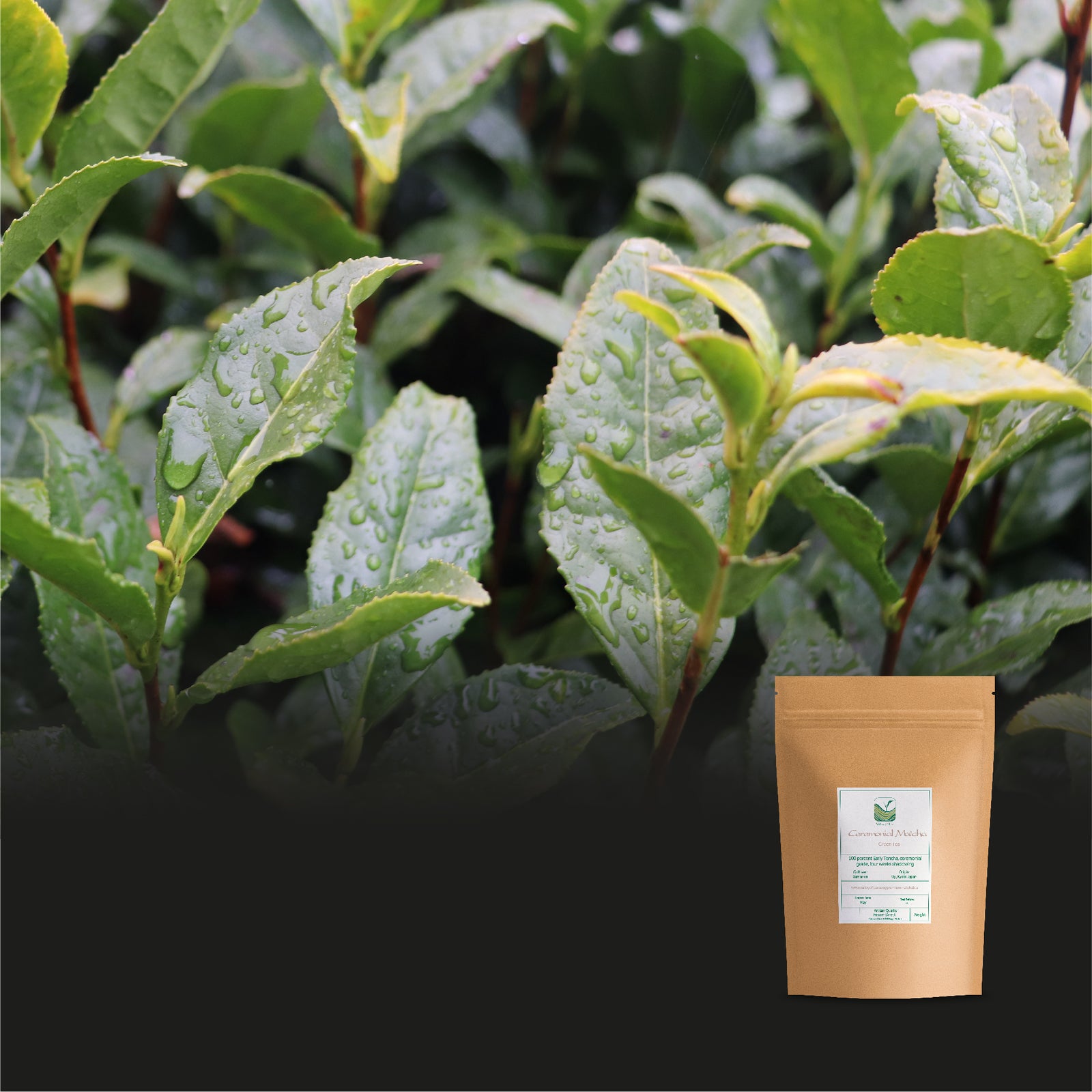 Ceremonial Del Té Matcha