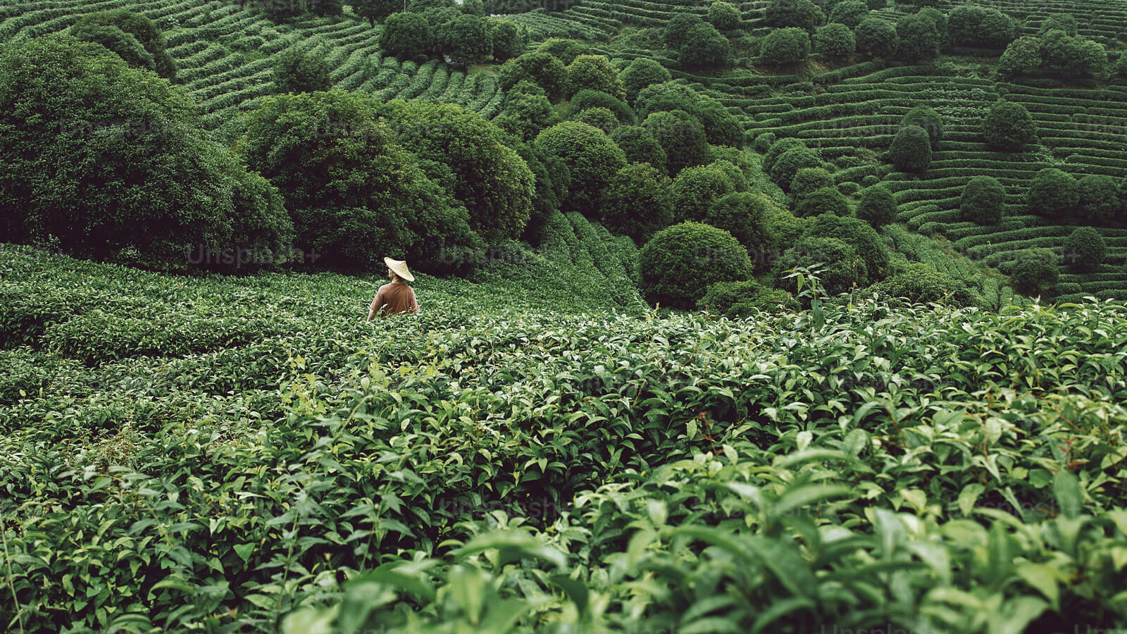 Tea shop Valley of Tea