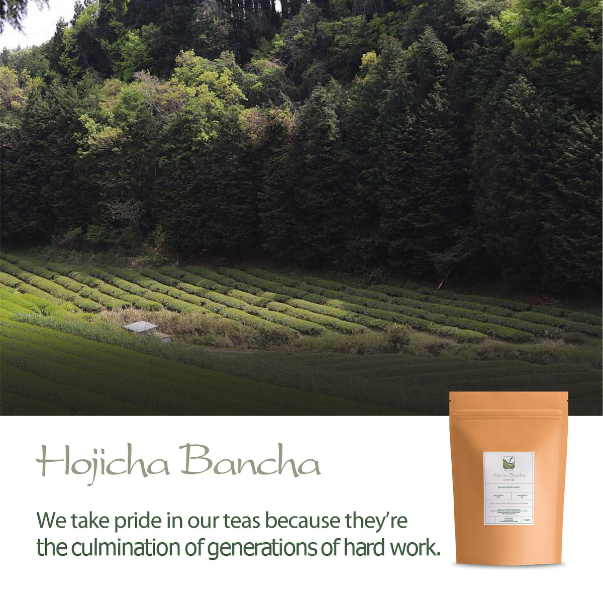 Hojicha Bancha