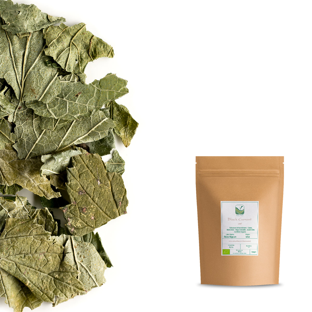 Foglia Di Ribes Nero