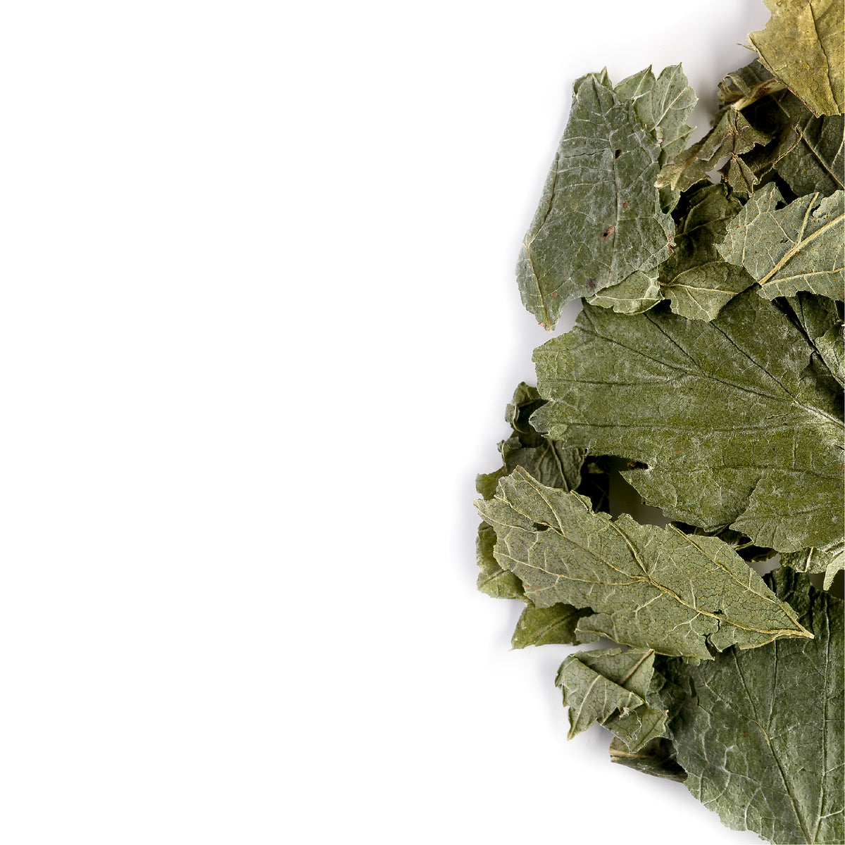 Foglia Di Ribes Nero