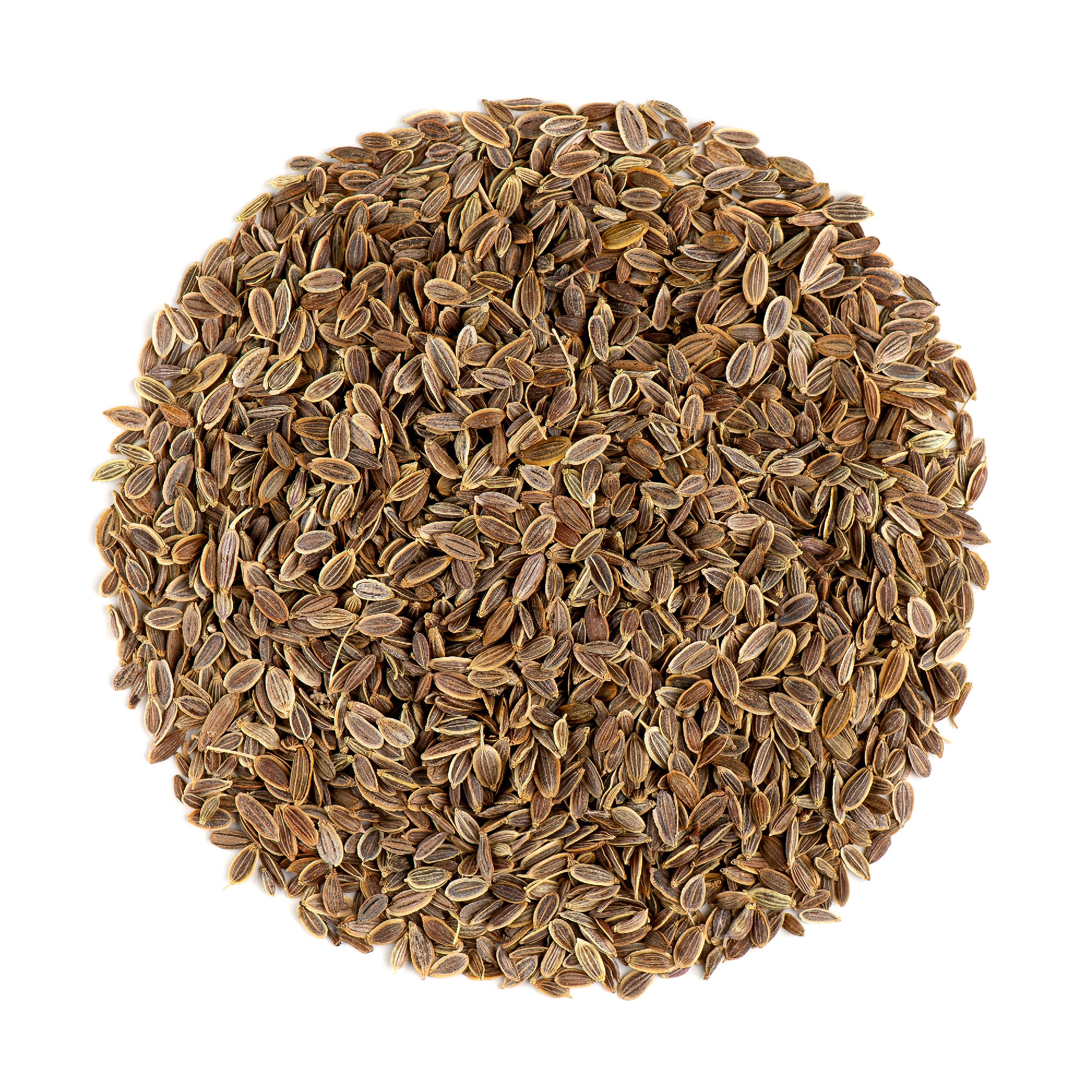 dill plant seeds Dill Seed