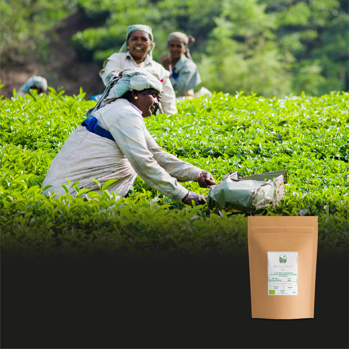 Gopaldhara Darjeeling Segunda Flush