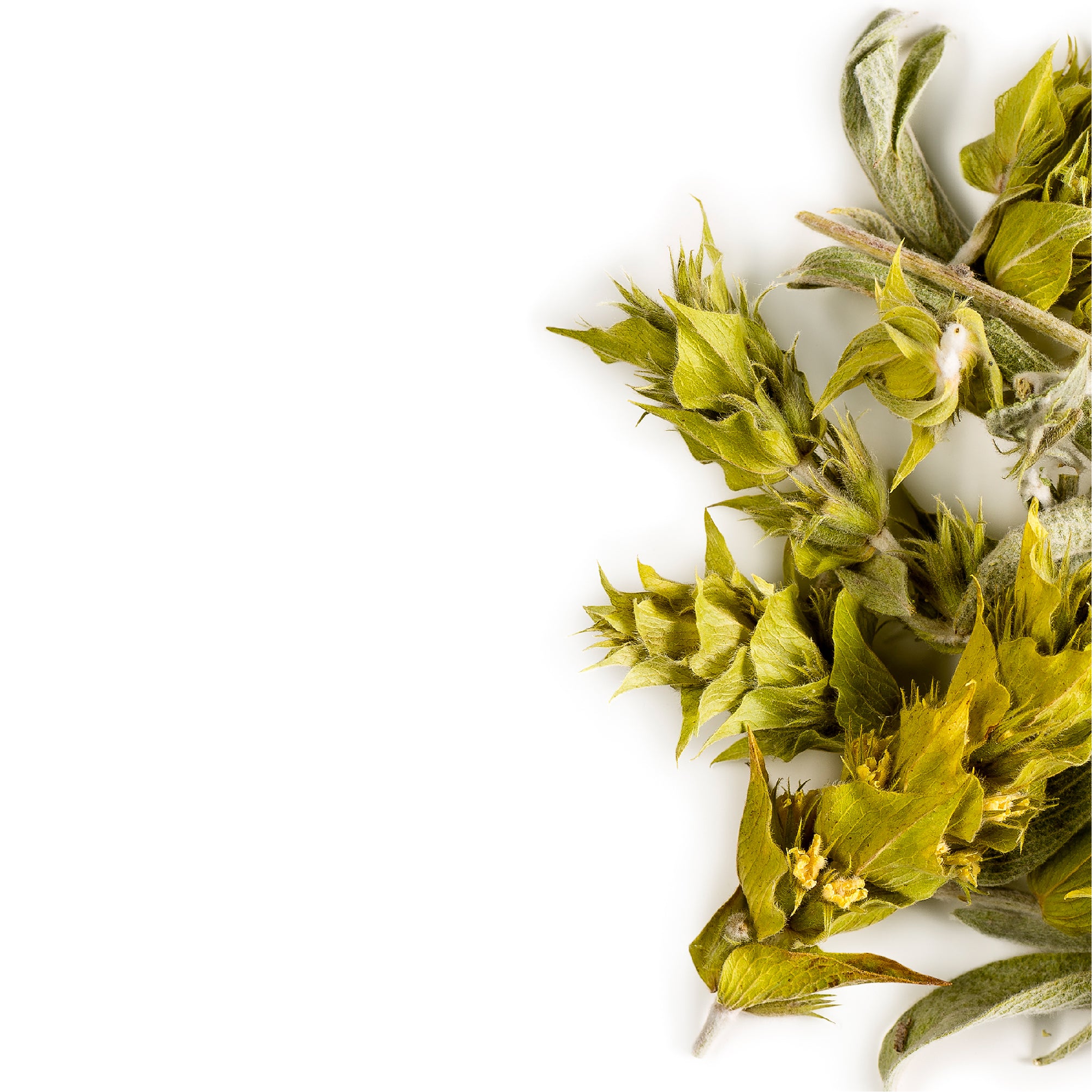 TrofoPlan Tè Greco Di Ontagna BIO, Sideritis Doypack 120 G - Foto 3