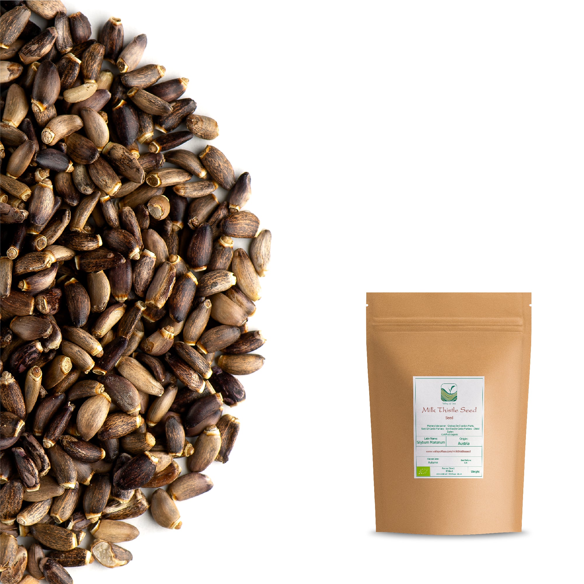 Cardo Mariano ( Silybum Marianum L - Foto 5