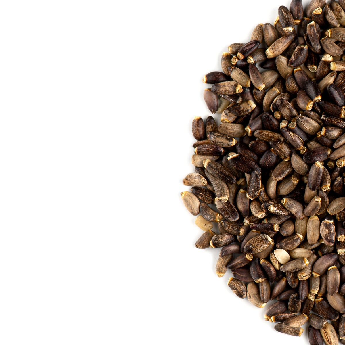 Semi Di Cardo Mariano