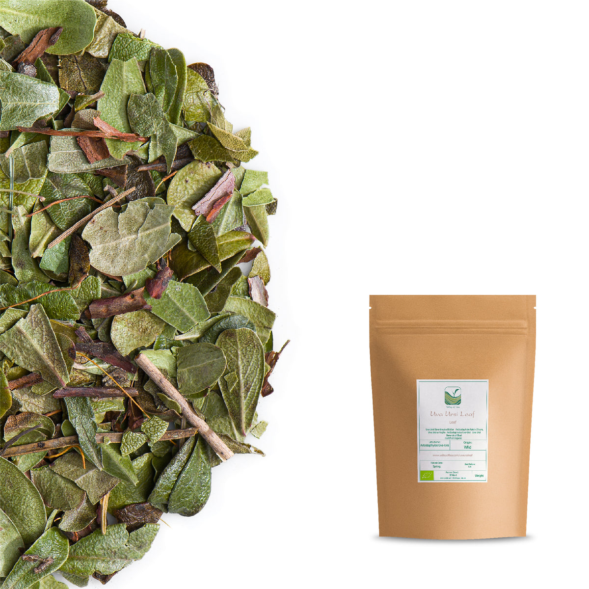 Arctostaphyle Raisin D&#39;ours