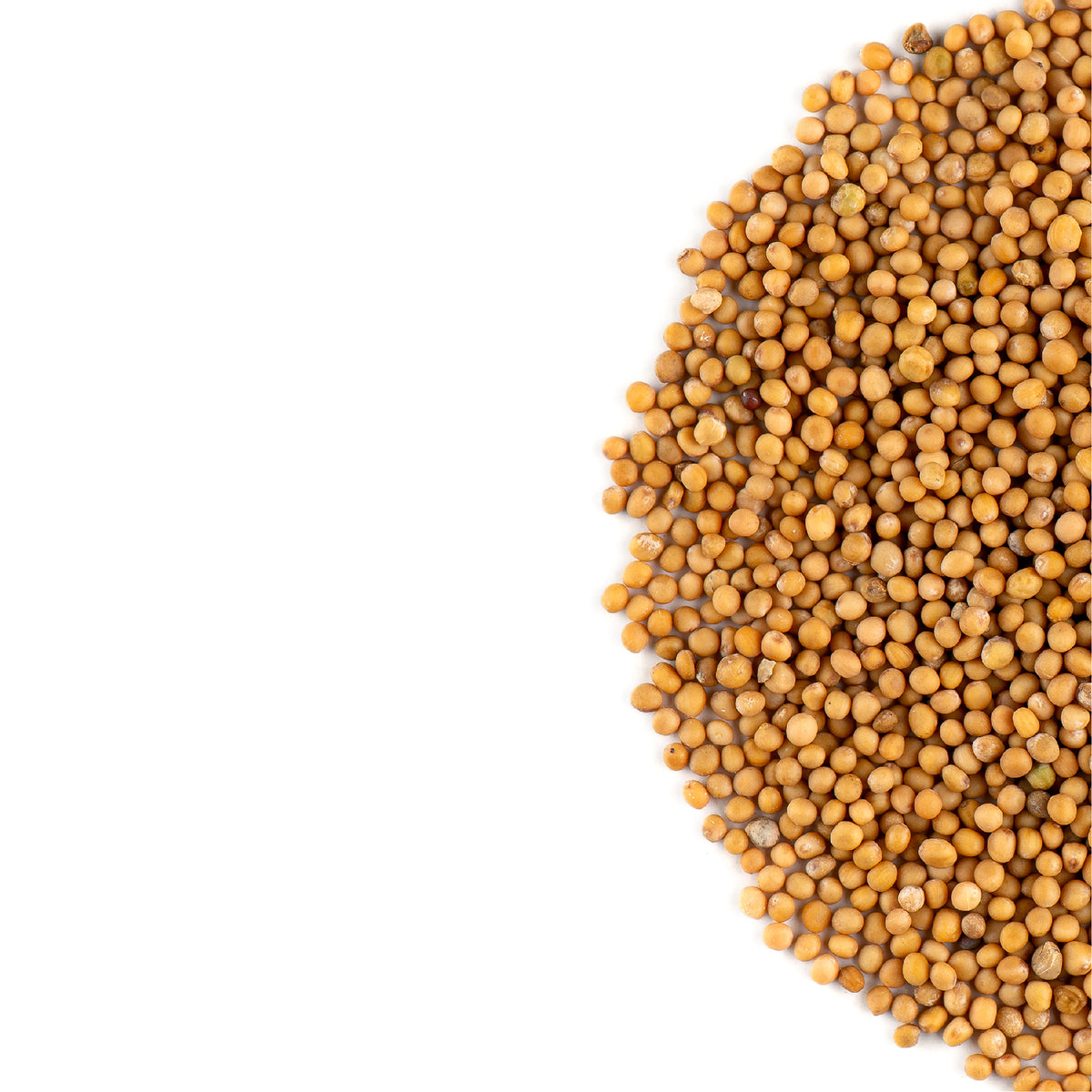 Graines De Moutarde Blanche