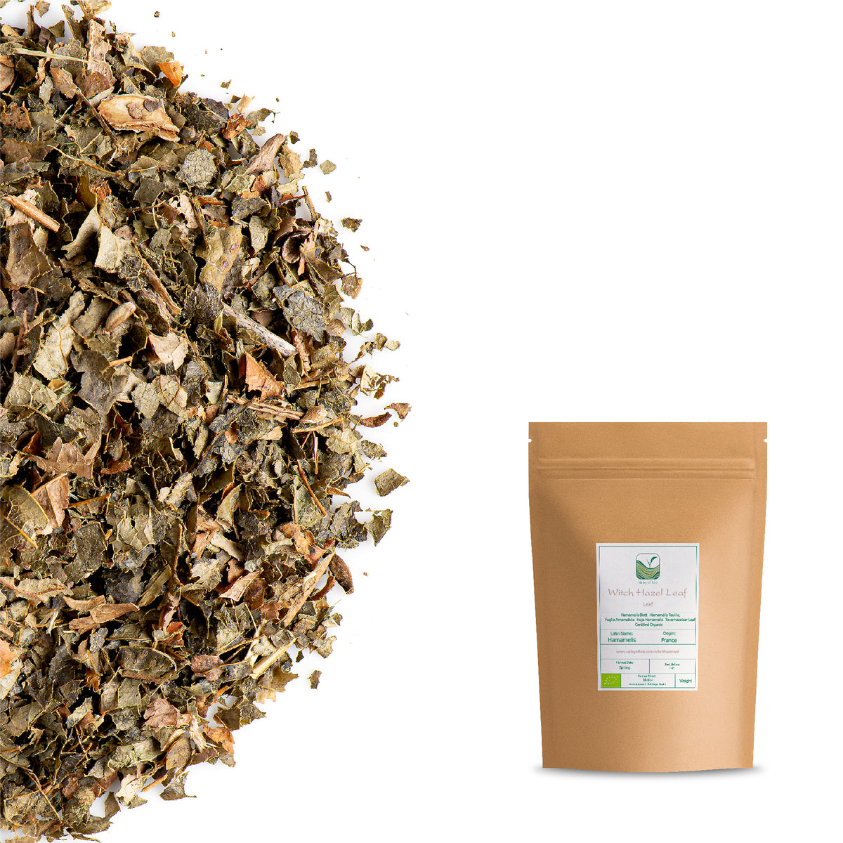 Feuille D&#39;Hamamélis